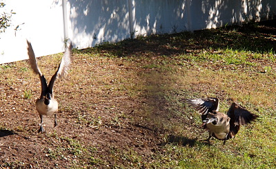 [The aggressor goose on the right is in the grass with its wings partially up for balance as it hisses at the other goose further up the hillside. The other goose has its wings straight up in the air and it appears its feet are off the ground as it stays out of the way of the angry goose.]